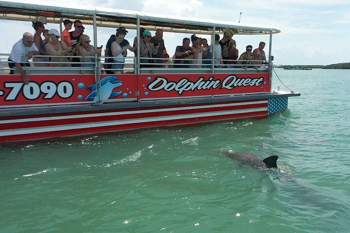 Dolphin Quest - Sightseeing/Eco Cruise, John's Pass, Madeira Beach, FL  - Photo 1 of 24